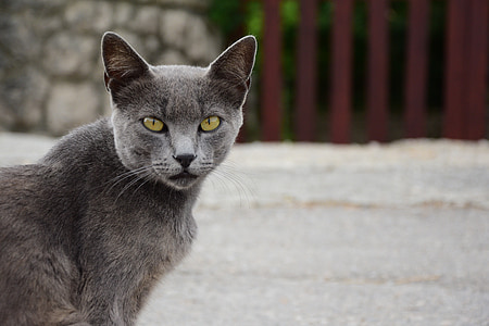 selective focus photography of Russian blue cat thumbnail