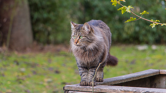 gray cat on brown wooden timber thumbnail
