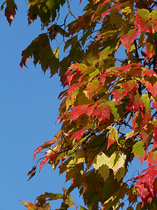 Maple, Acer Platanoides thumbnail