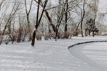 Wintery Park thumbnail
