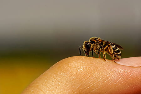 micro lens photography of honey bee thumbnail