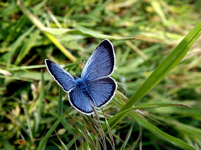 blue and black moth at daytime thumbnail