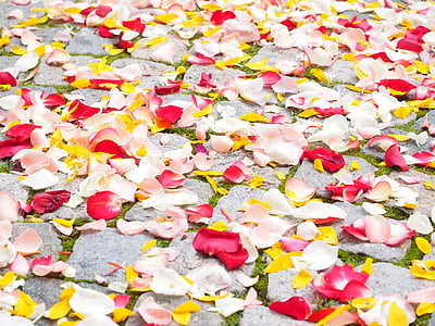 white and red petaled flowers on ground thumbnail