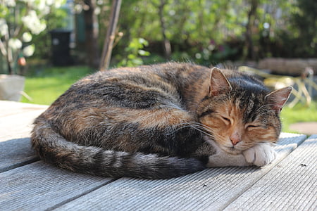short-fut gray and orange cat sleeping on gray surface outdoors at daytime thumbnail