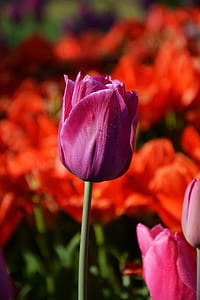 selective focus photo of purple rose thumbnail
