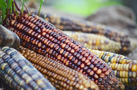 selective focus photography of maize thumbnail