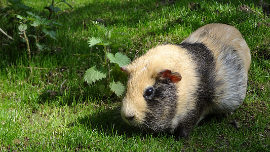 beige and black guinea pig thumbnail