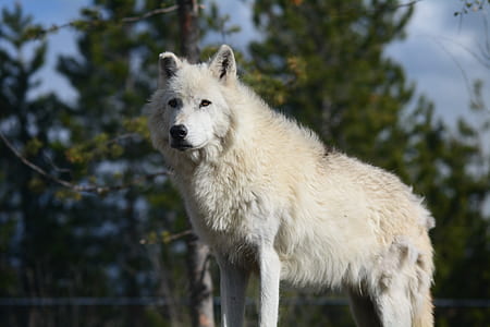 tilt lens photography white wolf during daytime thumbnail