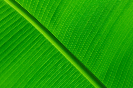 green banana leaf thumbnail