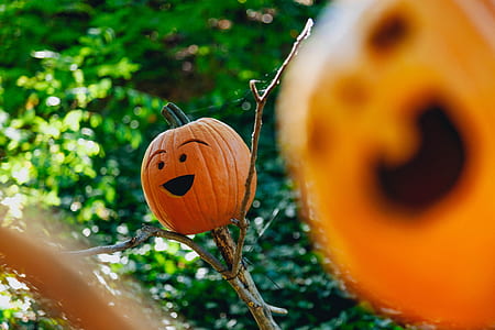 pumpkins on sticks thumbnail
