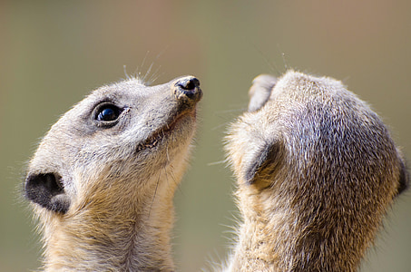 shallow focus photography of two brown animals thumbnail