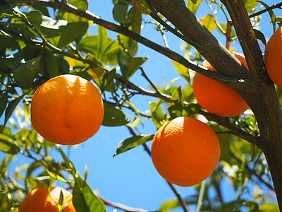 orange fruits on tree thumbnail