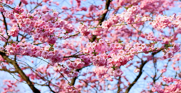 Cherry Blossom thumbnail