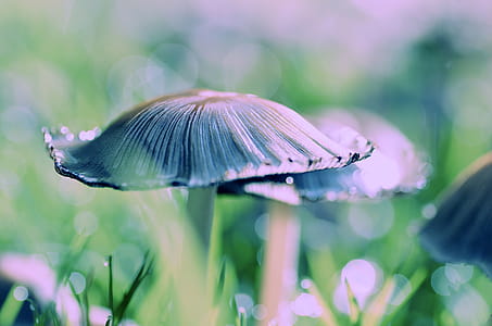 Close-up Photography of Fungi Mushroom thumbnail