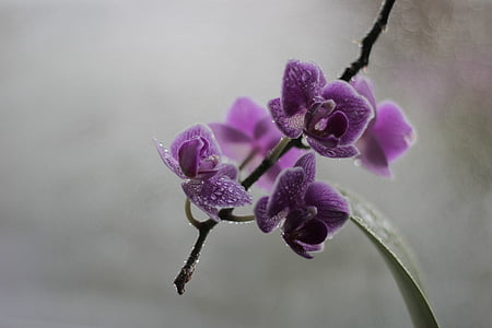 shallow focus photography of purple flower thumbnail