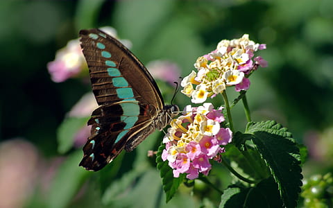 green and black underwing butterfly perching on yellow-and-pink flowers thumbnail
