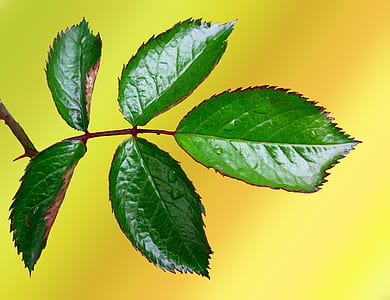 close up photo of green leaf thumbnail