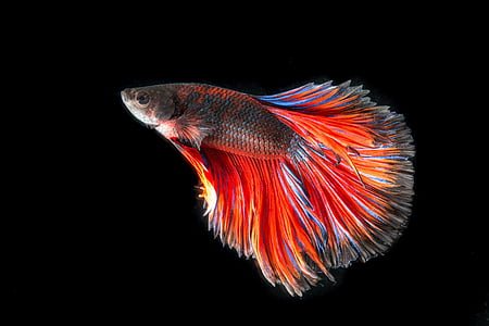 red and black full-moon betta fish thumbnail