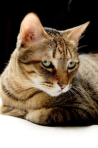 brown cat thumbnail