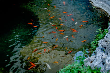 red and white fishes on river thumbnail