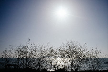 silhouette photography of bare tree thumbnail