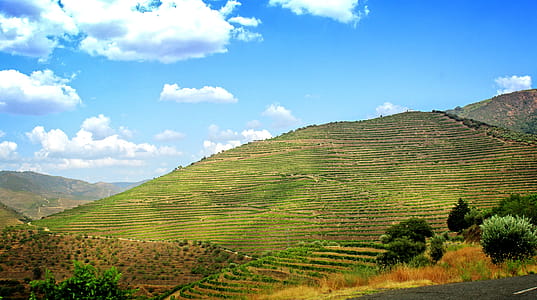 Terraced Vineyards - Walled Terraces - Douro Valley thumbnail
