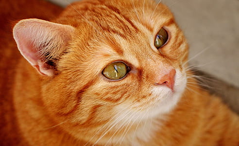 orange tabby cat thumbnail
