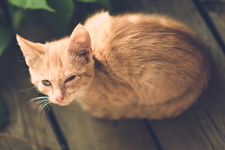 orange cat on bown surface thumbnail