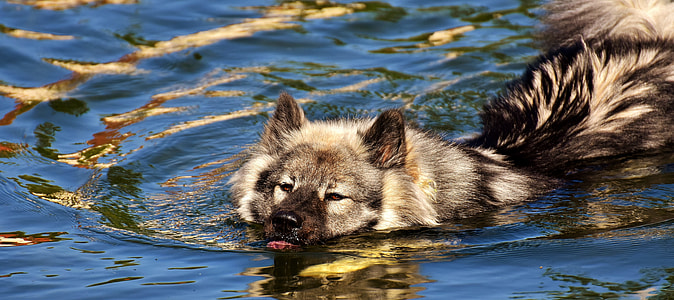 Keeshond swimming on water thumbnail