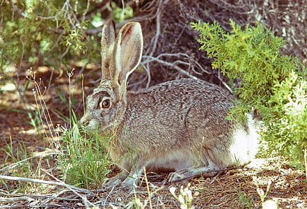 brown rabbit in forest during daytime thumbnail