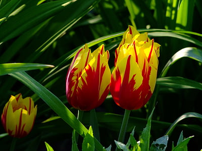 red-and-yellow tulips thumbnail
