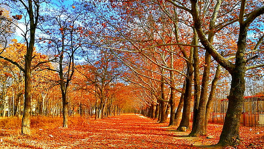 Pave Covered on Red Leaf Between Trees thumbnail