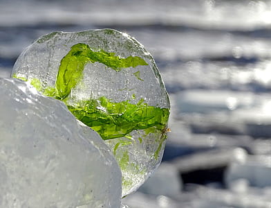 green leafed plant coated with ice thumbnail