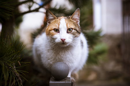 Close-up Photo of Tricolor Cat thumbnail