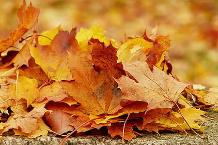 dried maple leaves thumbnail