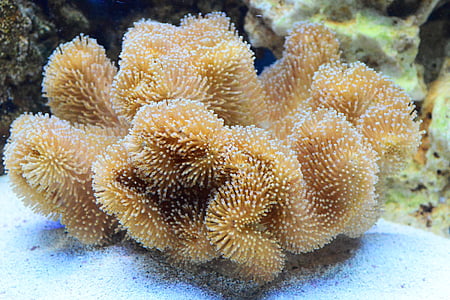brown coral under water thumbnail