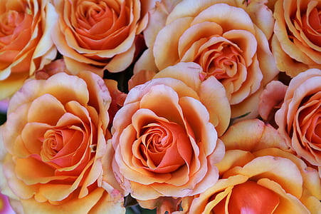 bunch of red and orange rose thumbnail