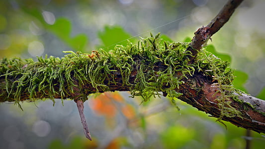 close up photo of green moss in tree branch thumbnail