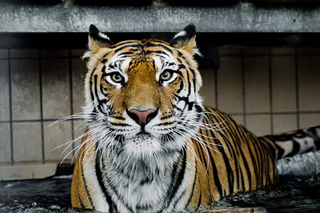 closeup photo of tiger thumbnail