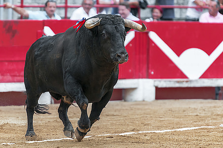 black cow near red surface during daytime thumbnail