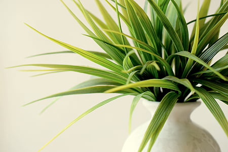 green leaf plant thumbnail