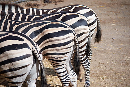 four zebra thumbnail
