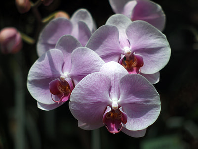 Orchid Purebred, Chiang Mai Thailand thumbnail