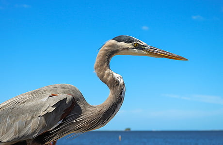 gray bird next to sea thumbnail