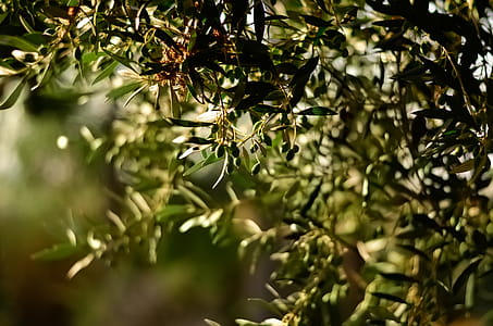Green Leaf Fruit Tree Selective Focal Photo thumbnail