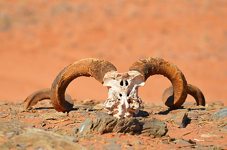 selective focus photography of white ram skull thumbnail