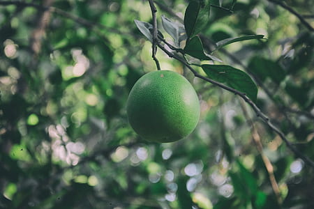 green fruit thumbnail