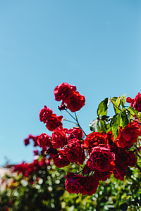 Roses of Bulgaria thumbnail