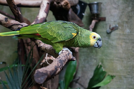 green parrot perched on branch thumbnail