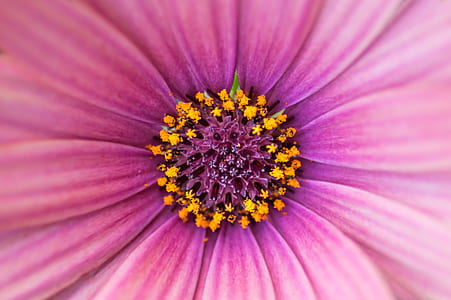 micro photography of purple petaled flower thumbnail